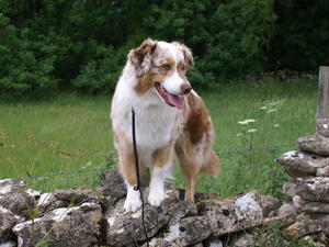 Amberslade Arkadia
