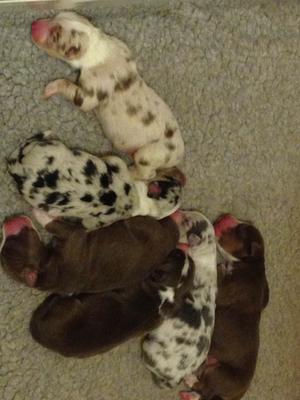 1 Day old