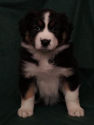 Bo six weeks