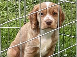 Dark Golden Dog - lovely, bold, brave pup.