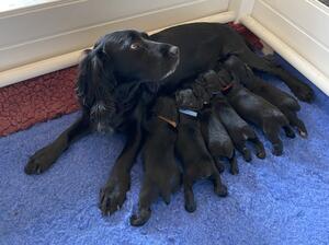 Past litters
