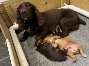 Purdey & pups