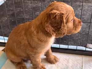Gorgeous golden dog