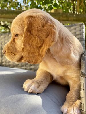 Beautiful Golden Bitch