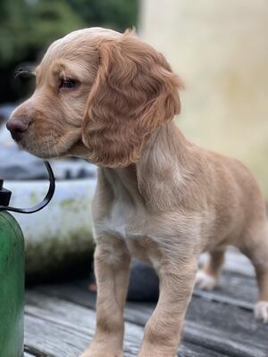 Gorgeous Golden Bitch