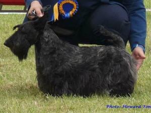 Irish Champion at 18 months