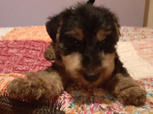 Welsh pup at 8 weeks