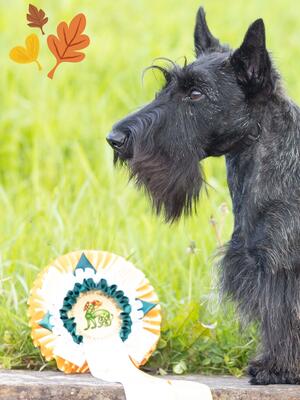 Junior Champion at 11 months