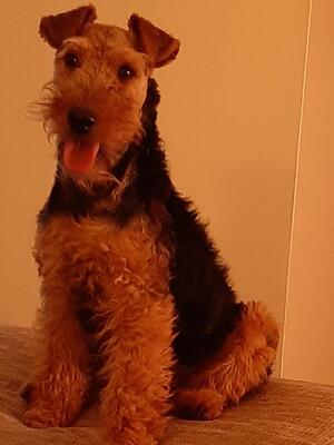 At 8 months old. Best Puppy in Breed