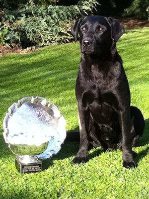 Sire FTW Brindlebay Tolley of Greenfox