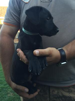 Dog Pup
