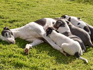 Mum with pups