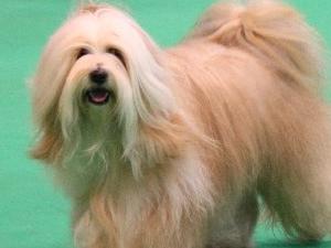 Kashmir at Crufts