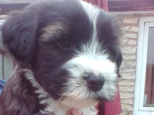 sable ,white boy