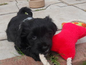 male puppy