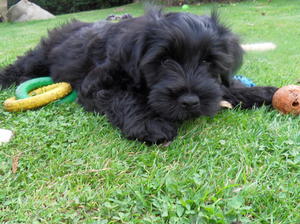 this gorgeous boy available