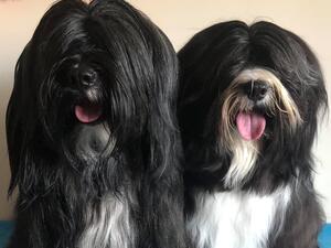 Our homebred stud dogs . Ollie & Claude