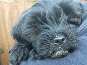 girl puppy available
