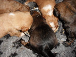 puppies first meal