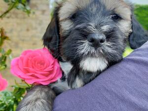 little boy available