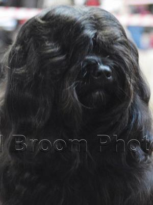 KHYI international showdog