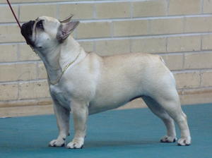 BEST PUPPY IN SHOW