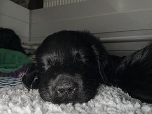 Dog available Yeoriver Titus Alder