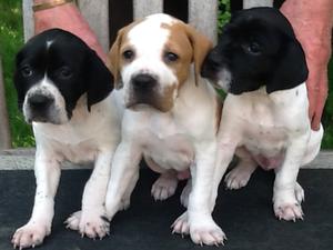Lundgarth Puppies at 4 weeks