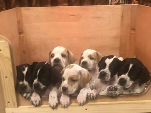 Puppies 7 weeks