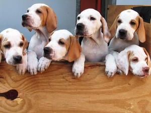 Lundgarth Puppies