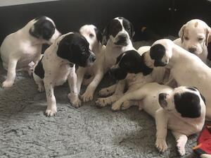 Puppies nearly 4 weeks