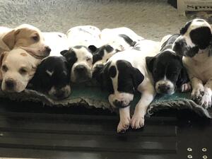 Puppies (8) at 3 weeks old