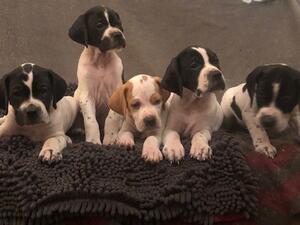 Puppies 5 weeks old