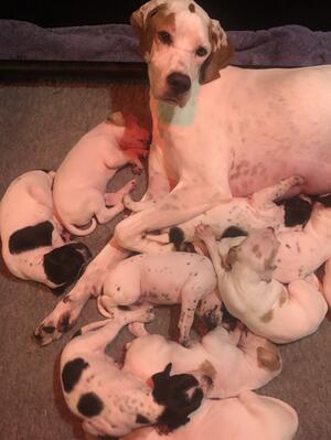 Fly's Puppies