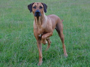 Roxi