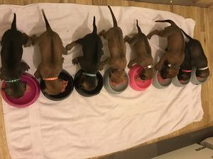 Puppies enjoying their raw food