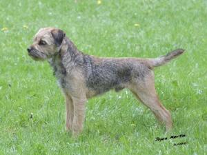 Both parents come from top BT kennels