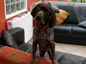Lucy as a puppy