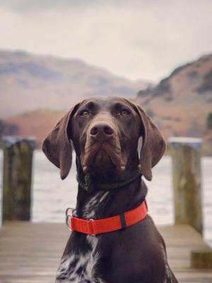 Cooper - all grown up