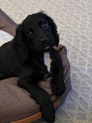 Black/ white boy available