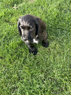 Boy available last remaining
