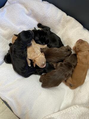 1st litter
