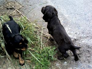 Poppy's puppies 7 weeks old