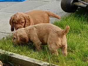 Fleur's Puppies at 6 weeks