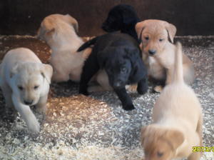 Abbey's puppies