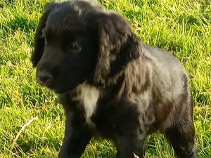 Amber's last remaining puppy