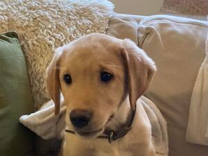 Remaining puppy