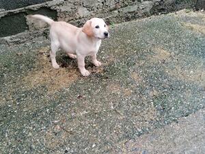 Labrador dog puppy last one