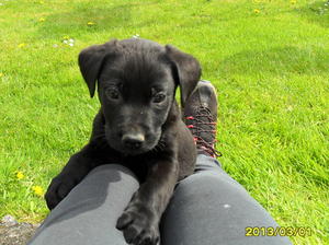 Sky's Pup 8 weeks old