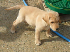 Bonnie's last remaining pup